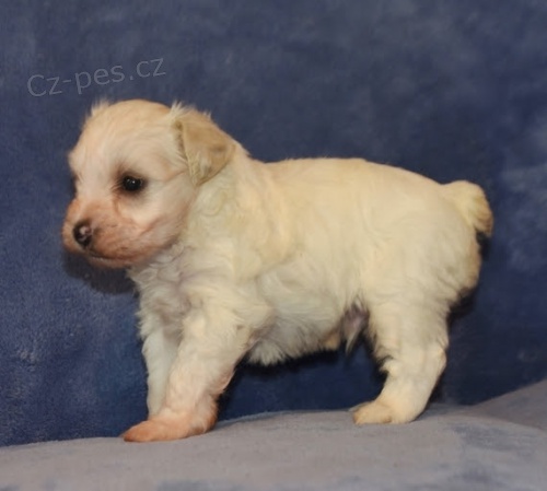 Prod�m o�kovan� a od�erven� �t��ata mal�ch kn�ra��.