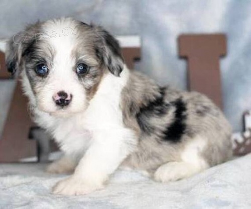 Prod�m zdrav�, o�kovan� a od�erven� �t��ata Aussiedoodle.