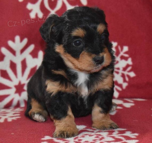 Prod�m zdrav�, o�kovan� a od�erven� �t��ata Aussiedoodle.