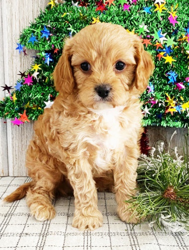 Cavapoo �t��ata k adopci. Jsou o�kovan� a od�erven�.