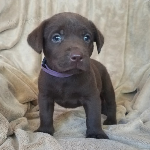 Prod�m zdrav� a kr�sn� �t��ata �ern�ho labradorsk�ho retr�vra.