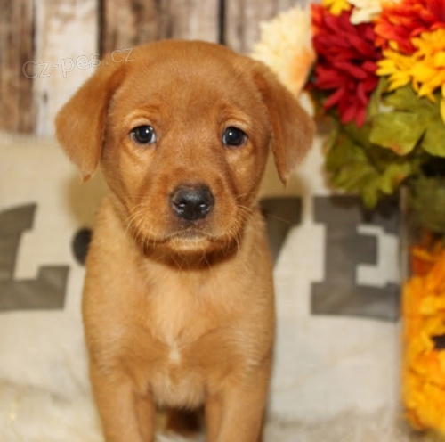 Prod�m �t��ata labradorsk�ho retr�vra.