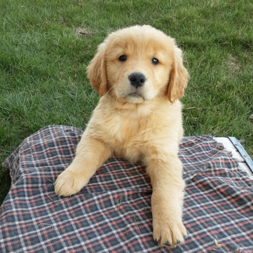 Prod�m ZDRAV� a O�KOVAN� �t��ata zlat�ho retr�vra.