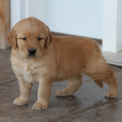 Prod�m �t��ata zlat�ho retr�vra.