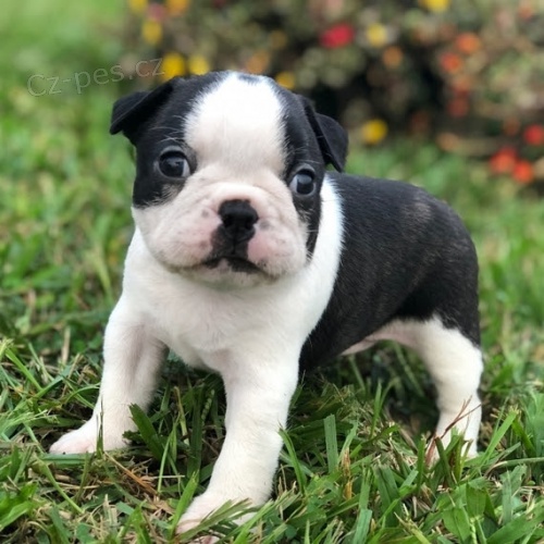 Prod�m hygienicky a soci�ln� vy�kolen� �t��ata bostonsk�ho teri�ra