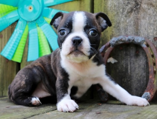 Prod�m mini o�kovan� �t��ata bostonsk�ho teri�ra