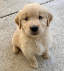 miluj�c� �t���tka zlat�ho retr�vra p�ipraven� k domovu