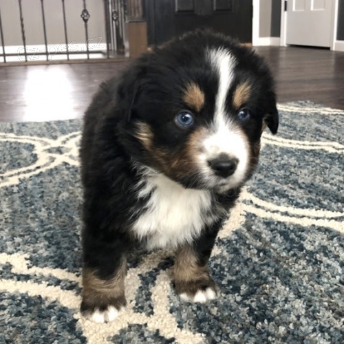 Prod�m o�kovan� �t��ata australsk�ho ov��ka