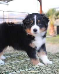 Rozko�n� �t���tka australsk�ho ov��ka