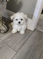 Prod�m malt�zsk� �t��ata