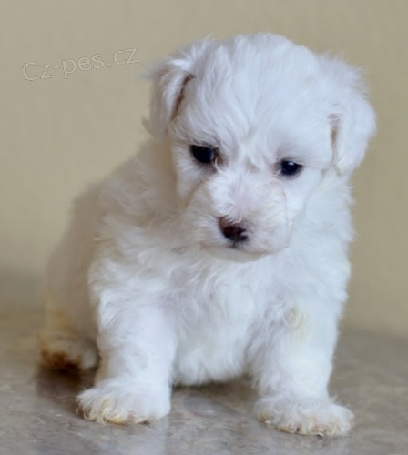 Prod�m �t��ata mini Bi�onka o�kovan� b�l�m sn�hem.