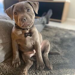 Staford��rsk� bulteri�r online zde