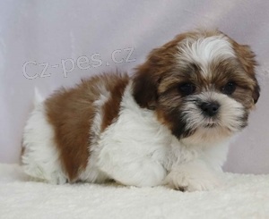 �t��ata Akc Shih Tzu na prodej.