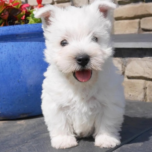 Prod�m �t��ata West Highland White Terriers