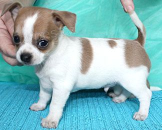 o�kovan� a od�erven� �ivava mini