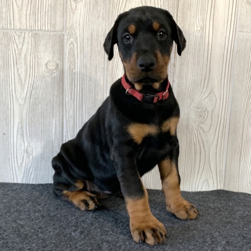 Prod�m o�kovan� �t��ata dobrmana.