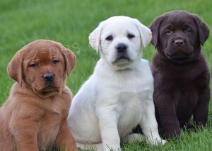 Prod�m roztomil� �t���tka labradora