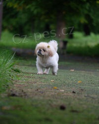 Cenov� dostupn� pekingsk� �t��ata na prodej