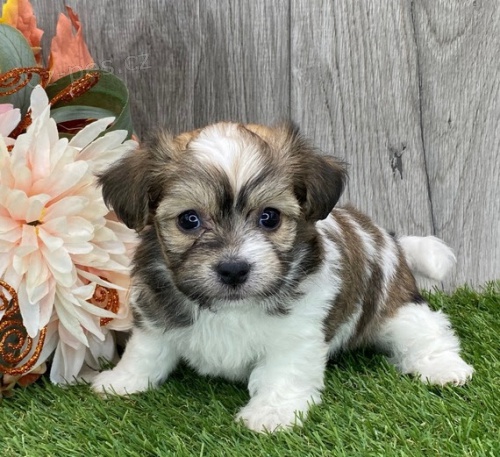 �t��ata havanese na prodej.