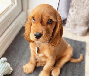 Prod�m �t��ata kokr�pan�la