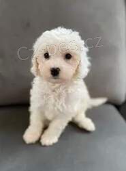 Ohromuj�c� �t��ata Cavapoo