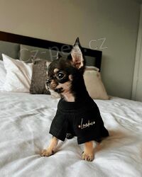 Kr�sn� �t��ata �ivavy k rehomingu