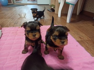 AKC-rozko�n� Teacup yorkie �t��ata na prodej