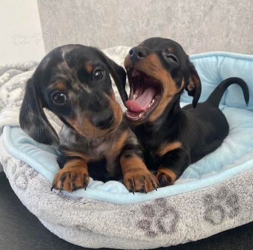 prodam zdrave mladi�e pritlikavih kratko in dolgodlakih jazbe�arjev