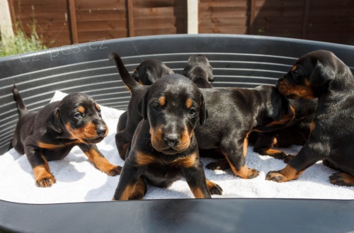 Prod�m �t��ata dobrmana. moje �t��ata dobrmana jsou dob�e vycvi�en� a miluj� se mazlit. jsou socializovan� a hygienicky vy�koleni. jsou nyn� p�ipraveni odej�t do sv�ch nov�ch domov�.