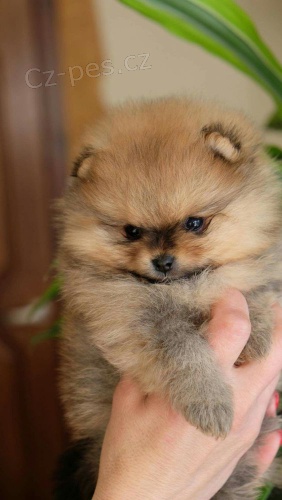 Hygienicky vy�kolen� miniaturn� �t��ata pomeranian� na prodej.