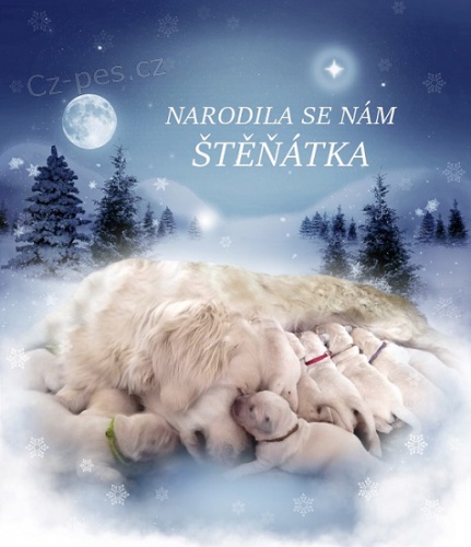 Zlat� retr�vr - Golden retriever - �t���tka s PP 