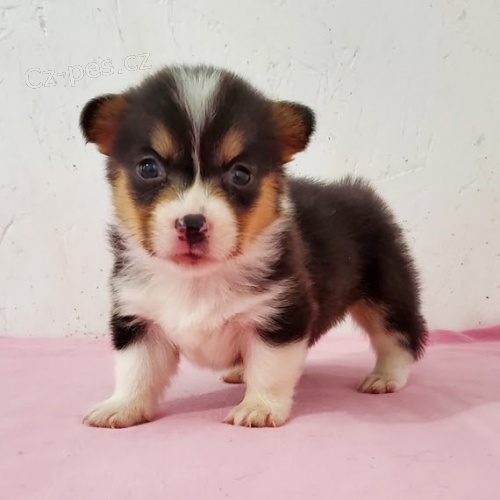 kr�sn� a and�lsk� �t��ata Pembroke Welsh Corgi na prodej.
