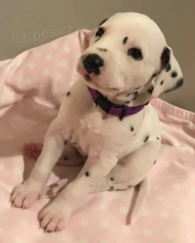 Prod�m kr�sn� a zdrav� o�kovan� �t��ata dalmatin�