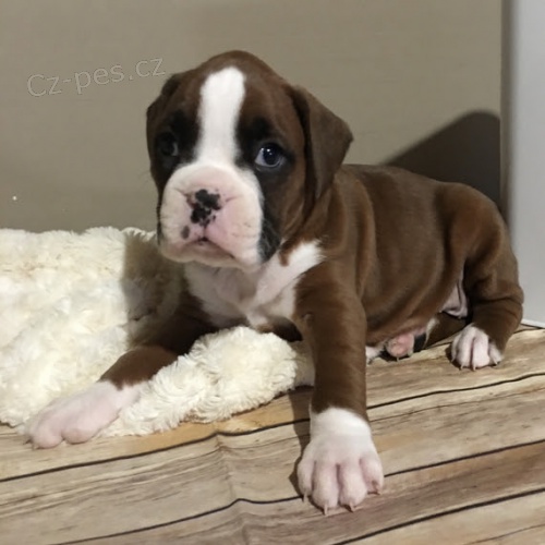 Prod�m kr�sn� �t��ata n�meck�ho boxera