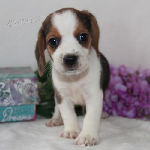 Prod�m kr�sn� a rozko�n� �t��ata b�gla.