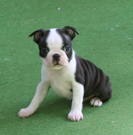 Prod�m mini o�kovan� �t��ata bostonsk�ho teri�ra