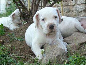 Prod�m zdrav� �t��ata Argentinsk�ho doga.   