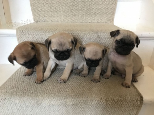 �t��ata mops� k adopci.