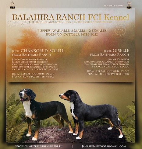 Entlebu�sk� sala�n�cky pes