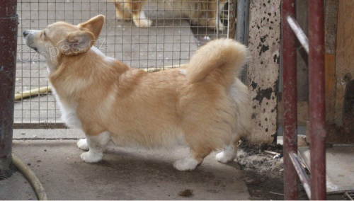Vel�sk� Corgi Pembroke �t��ata