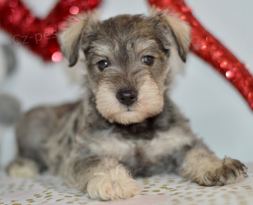 �t��ata mal�ho kn�ra�e k adopci.
