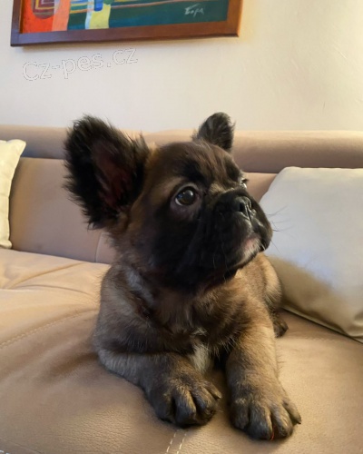 Na�echran� Francouzsk� buldo�ek