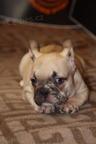 Francouzsk� buldo�ek Exotick� �t��ata