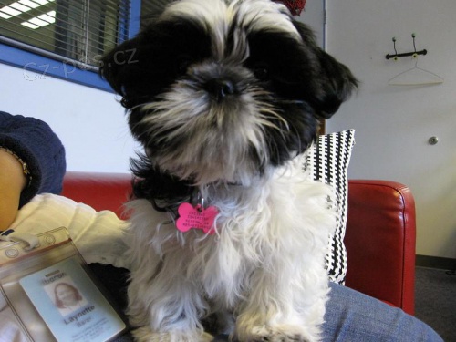 Rozko�n� �t���tka Shih Tzu k adopci.