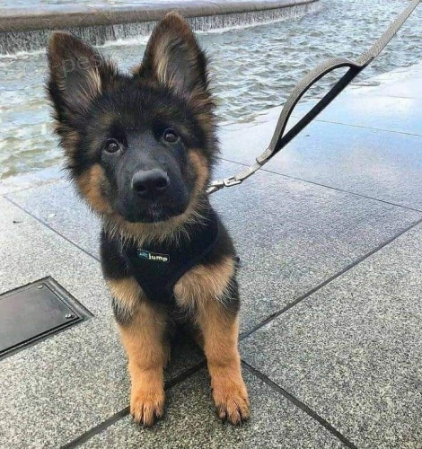 N�dhern� �t���tka n�meck�ho ov��ka k adopci.