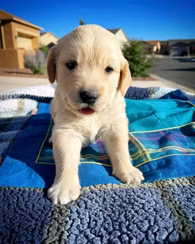 N�dhern� �t���tka labradorsk�ho retr�vra k adopci.