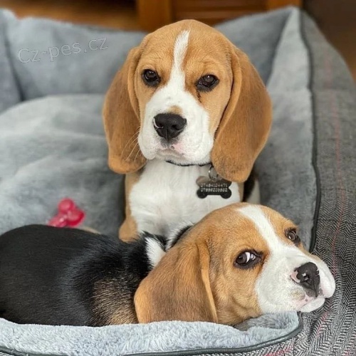 N�dhern� �t���tka b�gla k adopci.