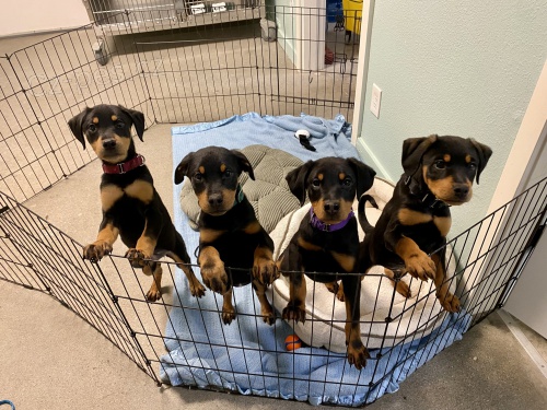 N�dhern� rotvajlersk� �t���tka k adopci.