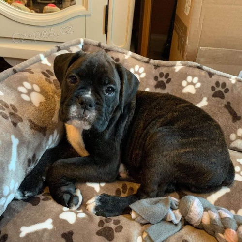 N�dhern� �t���tka boxera k adopci.