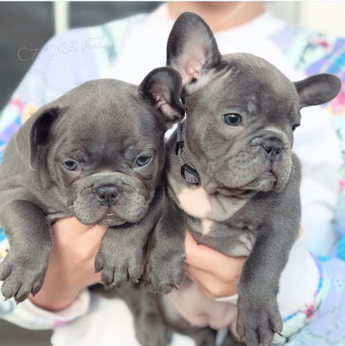 N�dhern� francouzsk� buldo�ek �t��ata k adopci.